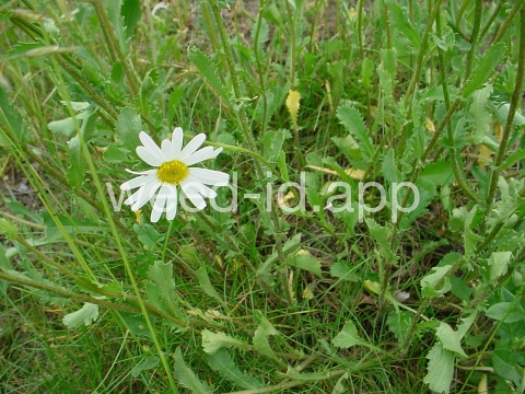 daisy, oxeye